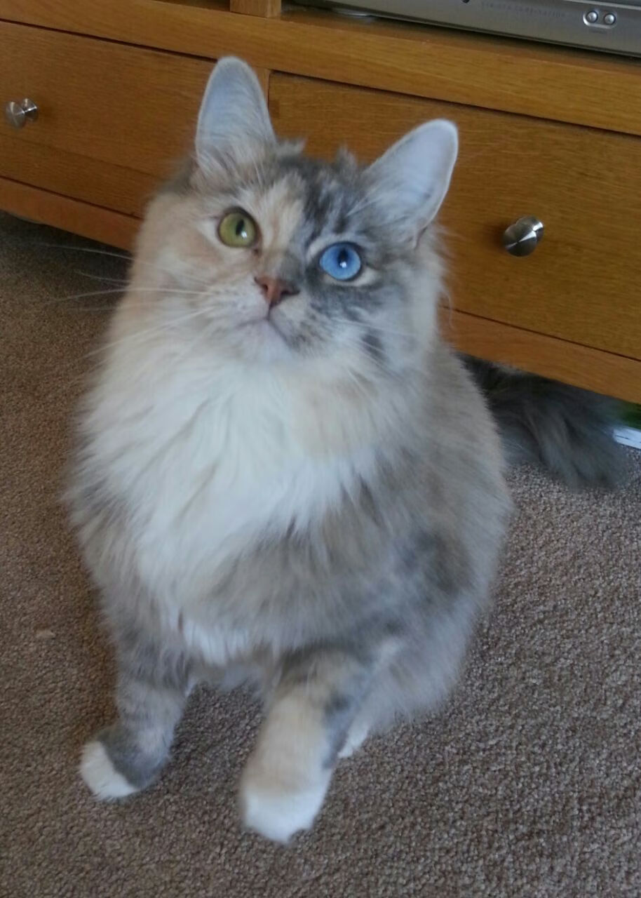 _凯尔特人攻防两端均衡,豪取连胜_,凯尔特人防守悍将