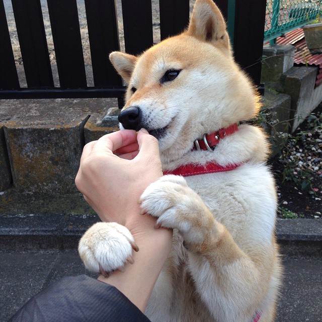 _篮网状态火热，持续领跑联盟_，篮网状况